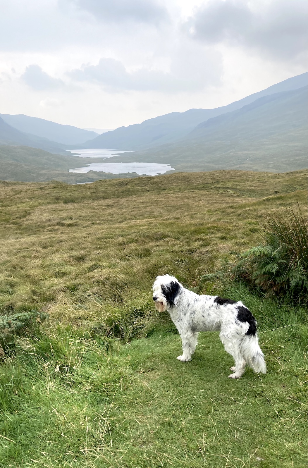 Stevie the dog looking out over Loch an Eilein from a hillside on the Isle of Mull.