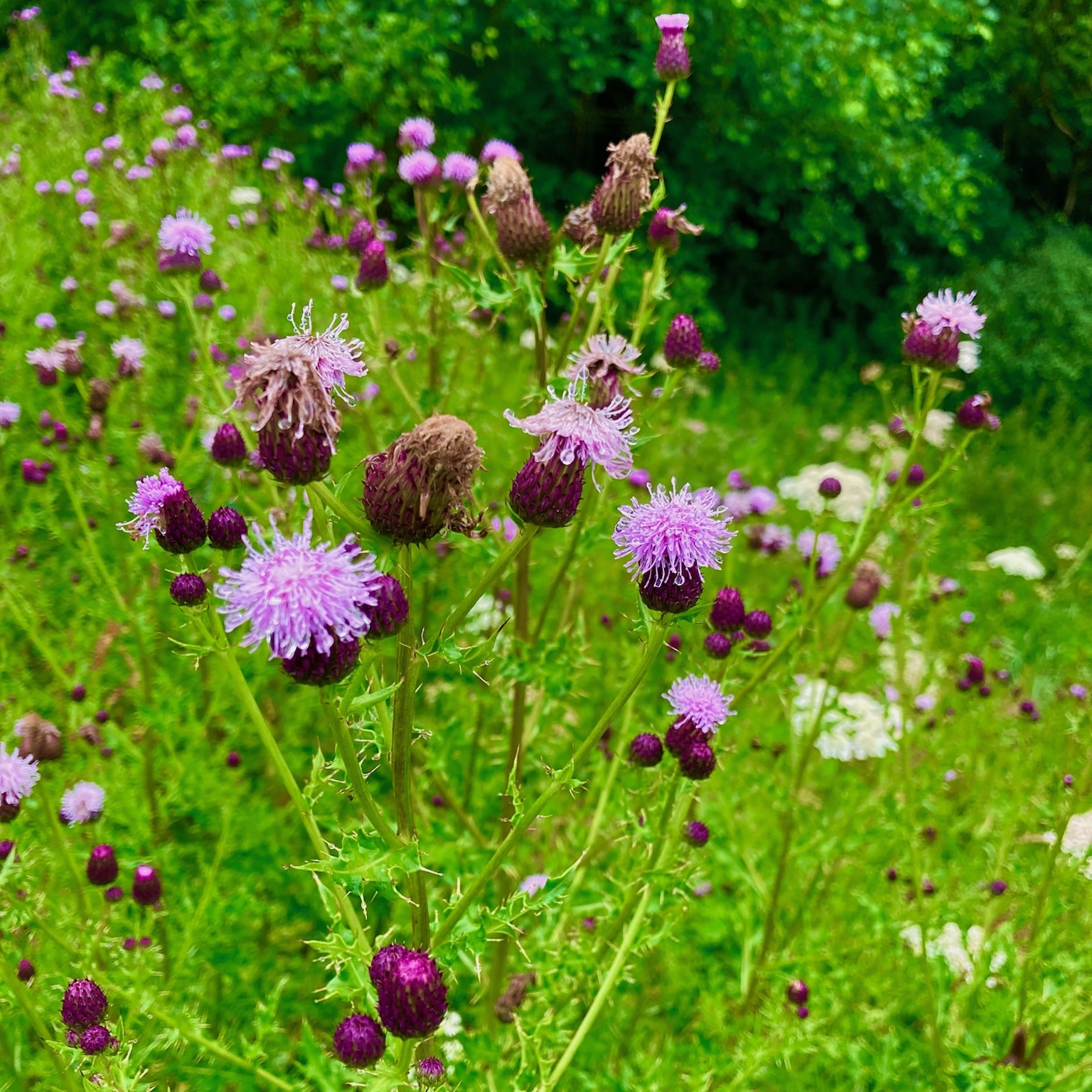 Thistles and wildflowers growing in a Mull meadow.